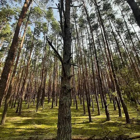 Dom wakacyjny Woodland - Dom Z Sauną I Balią Kamienczyk (Wyszkow)